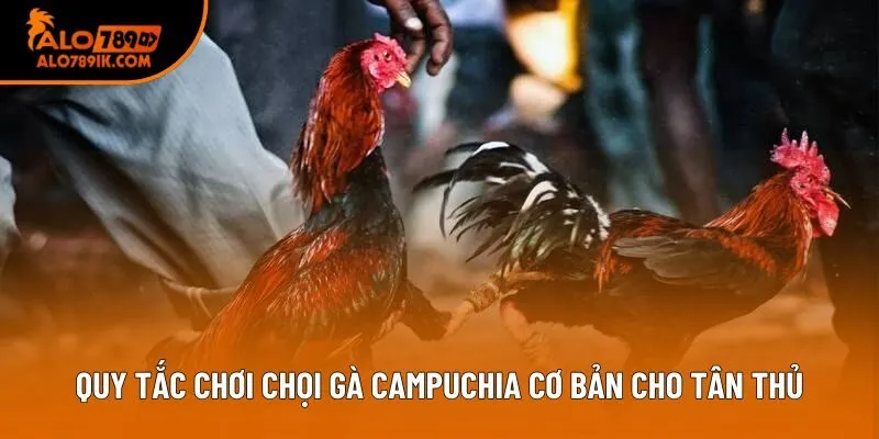 Quy tắc chơi chọi gà Campuchia cơ bản cho tân thủ