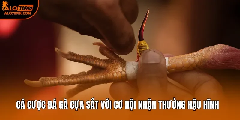 Cá cược đá gà cựa sắt với cơ hội nhận thưởng hậu hĩnh