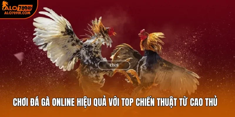 chơi đá gà online