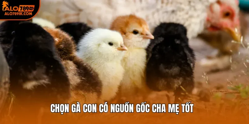 Chọn gà con có nguồn gốc cha mẹ tốt