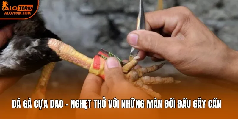Đá gà cựa dao