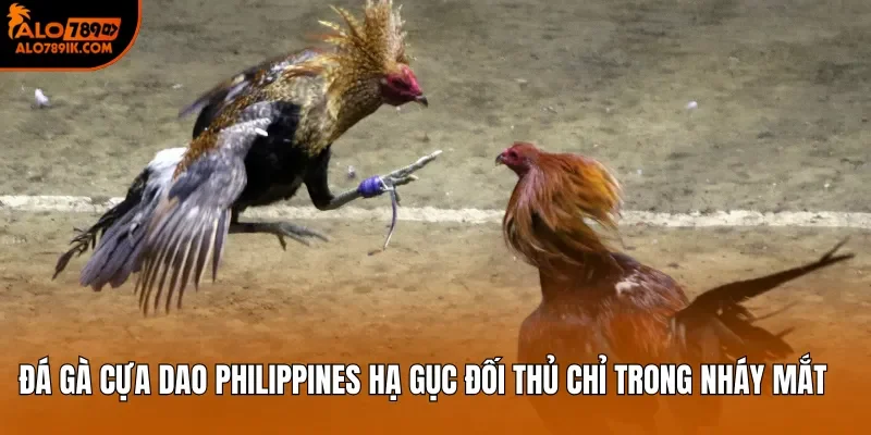 Đá gà cựa dao Philippines hạ gục đối thủ chỉ trong nháy mắt 