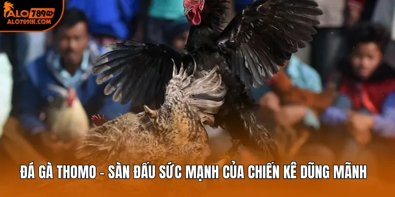 Đá Gà Thomo