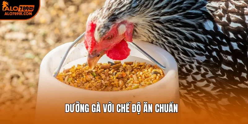 Dưỡng gà với chế độ ăn chuẩn