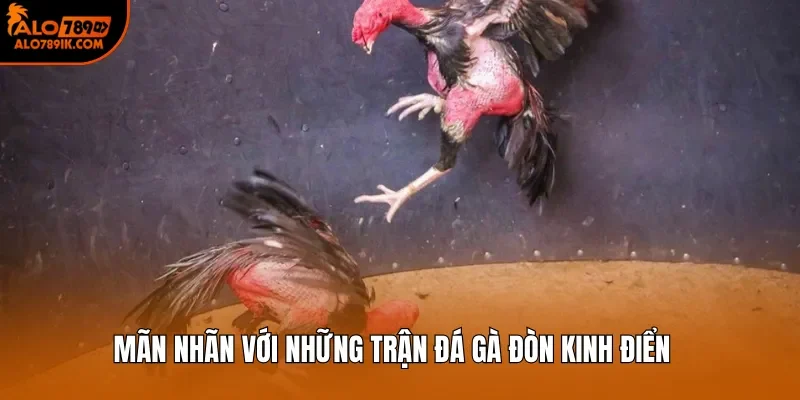 Mãn nhãn với những trận đá gà đòn kinh điển