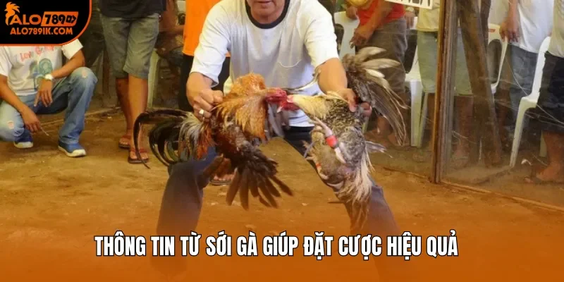 Thông tin từ sới gà giúp đặt cược hiệu quả