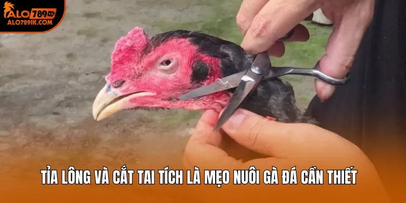 Tỉa lông và cắt tai tích là mẹo nuôi gà đá cần thiết