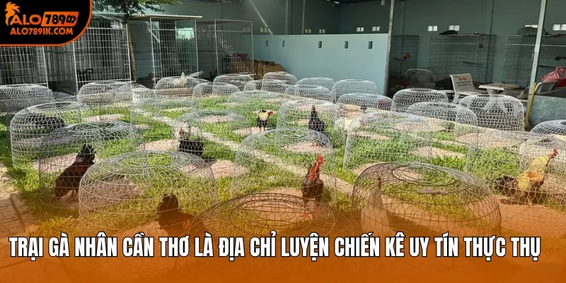 Trại gà Nhân Cần Thơ là địa chỉ luyện chiến kê uy tín thực thụ 