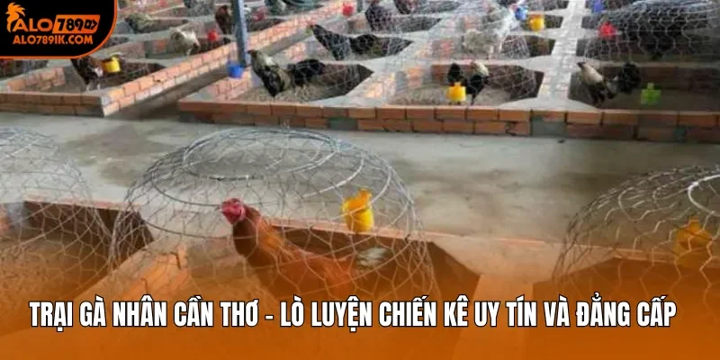 Trại Gà Nhân Cần Thơ