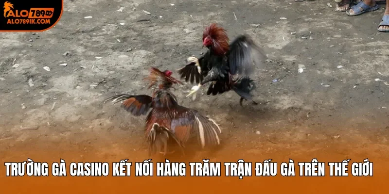 Trường gà casino kết nối hàng trăm trận đấu gà trên thế giới 